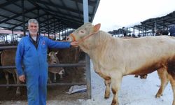 Eksi 15'te hayvan pazarı kuruldu