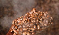 Gelenekten yeniliğe: Türk kahveli badem şekeri