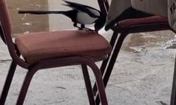 Kahvede oyun değil, saksağanın zekâsı izleniyor