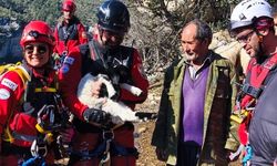 Mersin'de uçurumdan düşen kuzuyu ekipler kurtardı