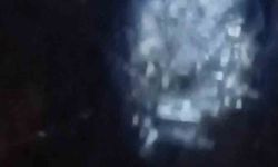 Muş'ta nehir kıyısında su samurları görüntülendi