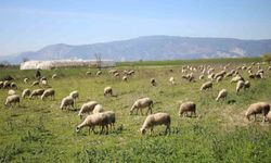 Söke'de yetiştiricilere destekleme icmali uyarısı