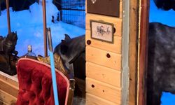 Yabani yılkı atları evine kadar geldi, ortaya samimi anlar çıktı: 'Hoş geldiniz'