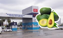 Mersin Hali’nde avokadonun tanesi 72 TL’ye satılıyor