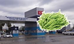 Taze fasulye lüks sebzelerden biri haline geldi