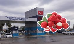 Kralların meyvesi Mersin Hali’nde 720 TL’ye satılıyor