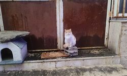 Mersinliler soğuk kış mevsiminde can dostlarını unutmuyor