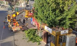 Mersin’de belediye personellerinin rutin ağaç bakımları sürüyor