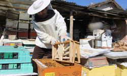 Bu seçimde kazananı 'arılar' belirleyecek