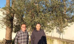 Burhaniye'de yağmurlar zeytincileri sevindirdi