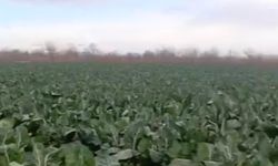 Bursa'da sağanak yağış tarımı vurdu