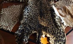 Çukurova Uluslararası Havalimanı'nda leopar postu ve baykuş gözü ele geçirildi