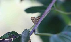 Doğu Karadeniz'de üçlü istilacı tür tarımı tehdit ediyor