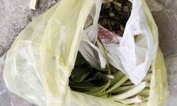 Doktor çiftin zor anları, ağzına alır almaz fenalaştı: 'Pazı olarak aldığım ot, tirşik otu çıktı'