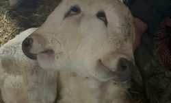 Erzurum'da çift başlı buzağı dünyaya geldi