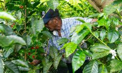 Espressolab'den kahve üretiminde şeffaf ve izlenebilir sistem