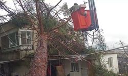 Mersin'de fırtına etkili oluyor: Ağaç evin üzerine devrildi