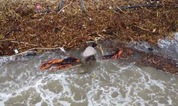 Mersin'de sel sonrası 'milyonluk' yazlıkların önünde 'ekmek' mücadelesi