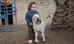 Muş'ta hayvan sayısı 1,4 milyonu aştı: 650 bin kuzu ve oğlak doğumu bekleniyor