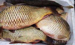Ramazan ayında sazan balığına ilgi