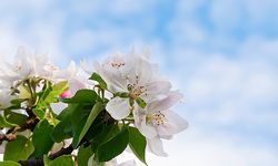 İlk cemre ne zaman düşecek? Cemre düşme takvimi nedir?