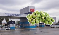 Mersin Hali’nde Brüksel lahanasının kilosu 120 TL