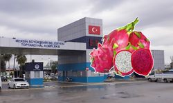 Ejder meyvesinin tanesi 210 TL oldu