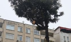 Mersin’de kuş evleri, kuşları soğuktan ve yağmurdan koruyor