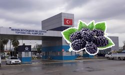 Mersin Hali’nde karadutun kilosu 140 TL’ye satılıyor