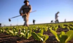 Tarımsal girdi fiyat endeksi yıllık yüzde 33,15 arttı