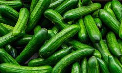 Salatalık cep yakmaya devam ediyor