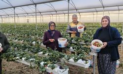 Silifke'de örtü altı çilekte bahar hasadı: Kilosu 140 ile 160 TL arasında