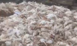 Tarsus'ta ölü tavuklar ormana atıldı