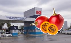 Ağaç domatesi nedir? Mersin’de fiyatı ne kadar?