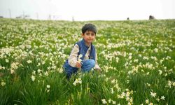 Baharın habercisi nergisler ziyaretçilerin ilgi odağı oluyor