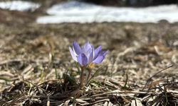 Bolu'da iki mevsim bir arada yaşanıyor: Karlar arasında çiğdemler çiçek açtı