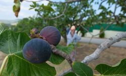 Bozdoğan'da bir yılda 2 bin incir fidanı toprakla buluştu