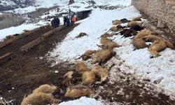 Erzincan'da yemden zehirlendikleri düşünülen 80 koyun telef oldu