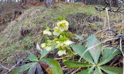 Karlar eridi, dereler coştu: Çiçekler açtı
