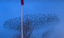 Kuşların Türk bayrağı çevresindeki mest eden dansı kamerada