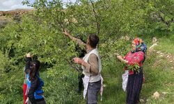 Mersin'de turfanda çağla hasadı erken başladı