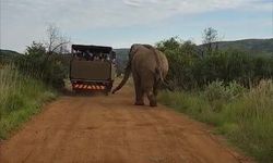 Safari turunda Türk turistleri fil kovaladı