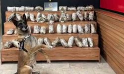 Şanlıurfa'da 17 kilo 550 gram skunk ele geçirildi