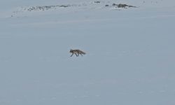 Tilkiler yol kenarında yiyecek aradı