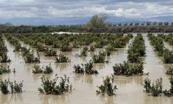 Yağışlar Mersin'de tarım arazilerini vurdu