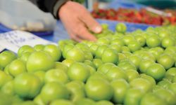 Mersin’de yılın ilk eriği satışa sunuldu: Halde kilosu 800 TL