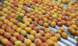 Mersin Hali’nde kayısının kilosu 336 TL!