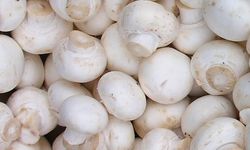 Kültür mantarının fiyatı her geçen gün artıyor: Mersin Hali’nde bile 140 TL