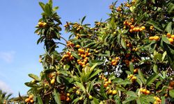 Yeni dünya Mersin’de satışa çıktı: Kilosu bin 200 TL!