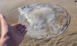 Sahile vuran denizanalarıyla ilgili uzmanı uyardı: 'Bu tablo, iklim değişikliği ve insan baskısının birleşik etkisidir'